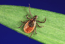 ticks